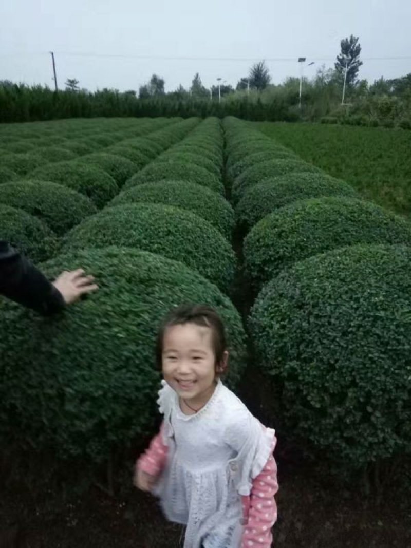 常年批发供应小叶女贞价格优惠苗圃大量出售
