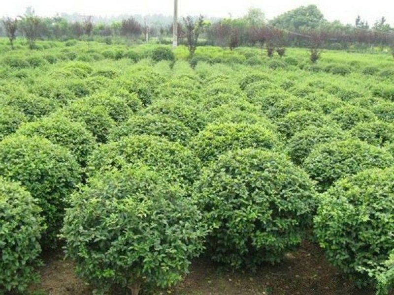 常年批发供应小叶女贞价格优惠苗圃大量出售
