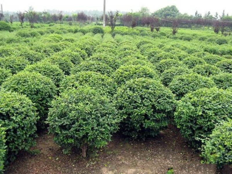 常年批发供应小叶女贞价格优惠苗圃大量出售