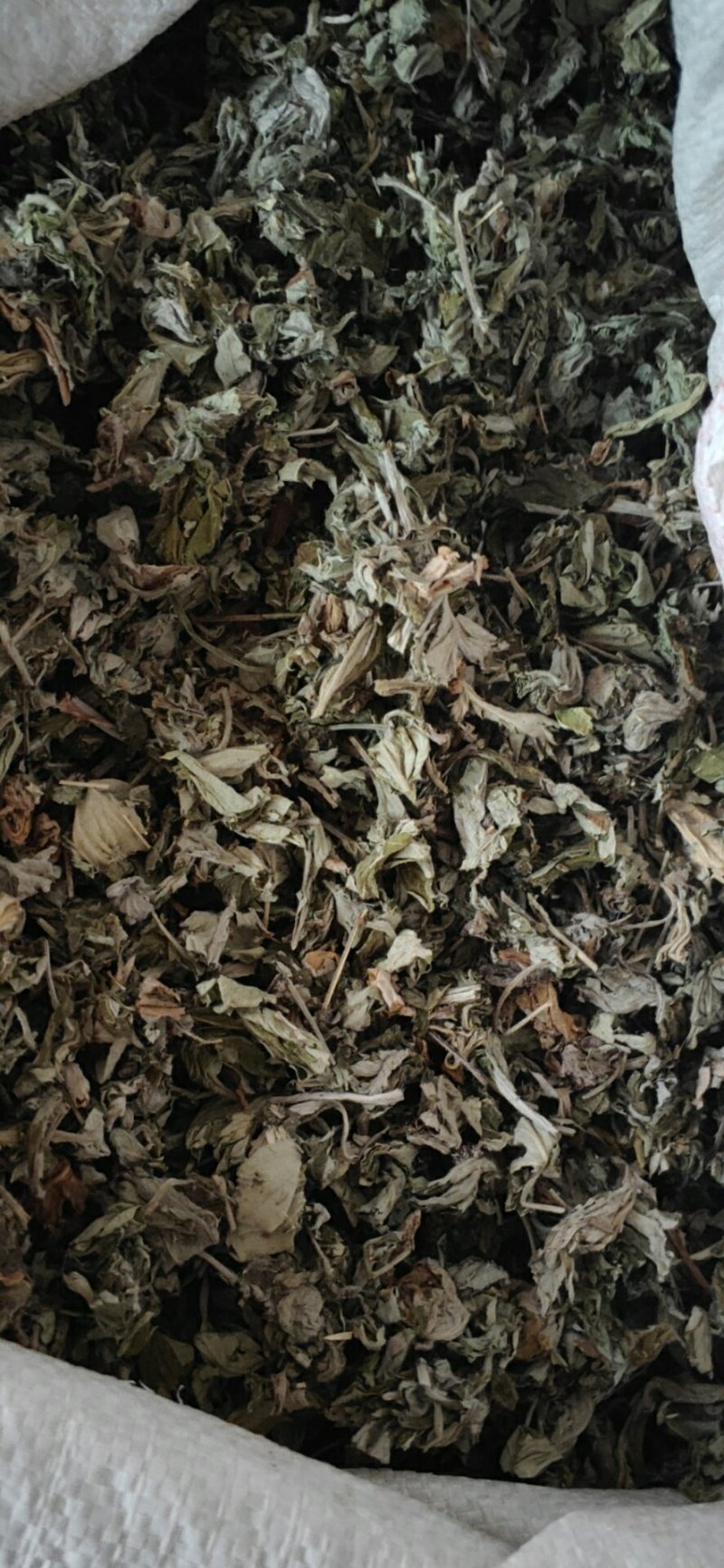 艾叶专注品质优选量大优惠