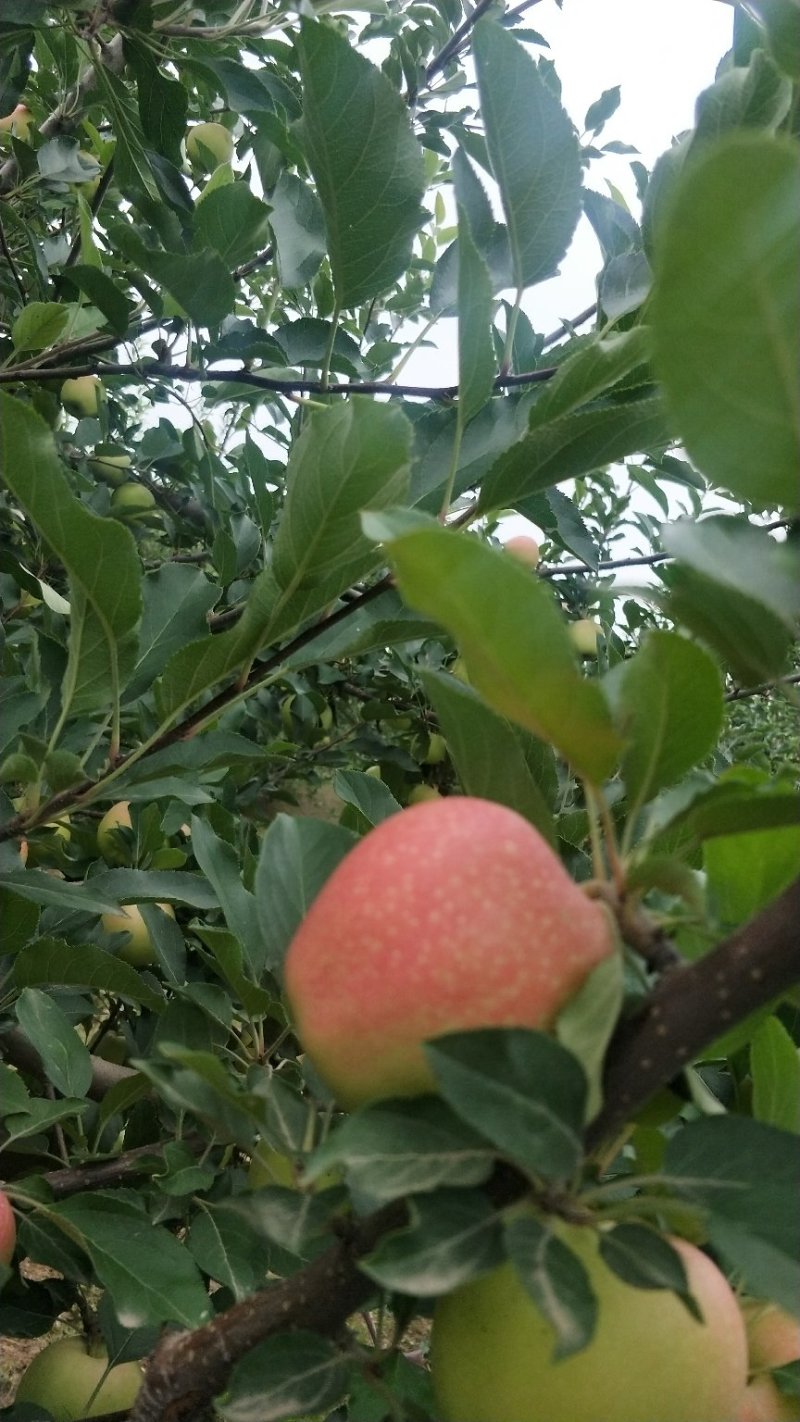 嘎啦苹果上市了