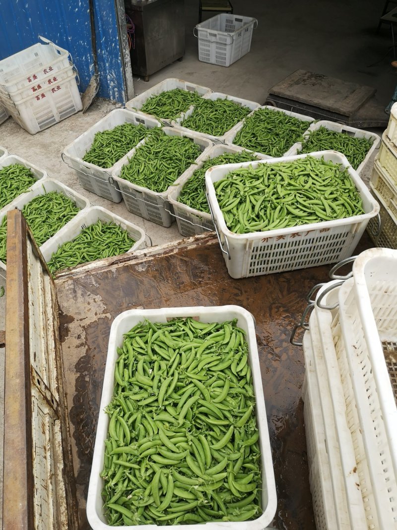 甘肃精品甜豆大量上市