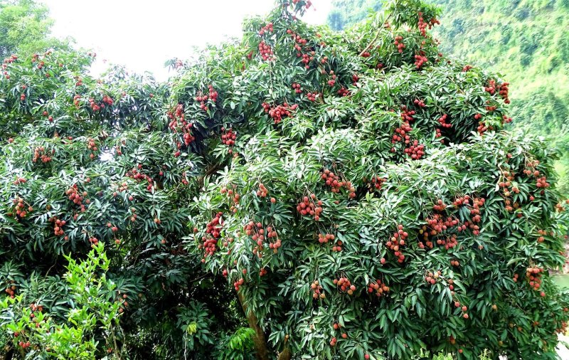 大红袍荔枝