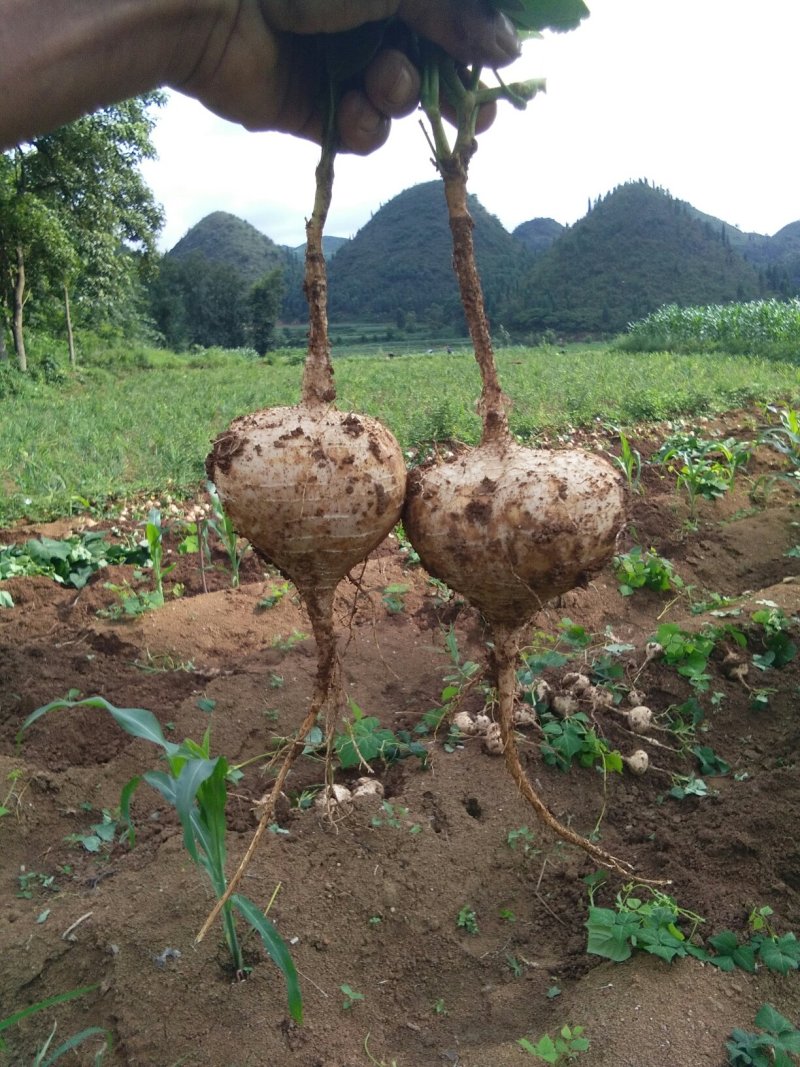 凉薯