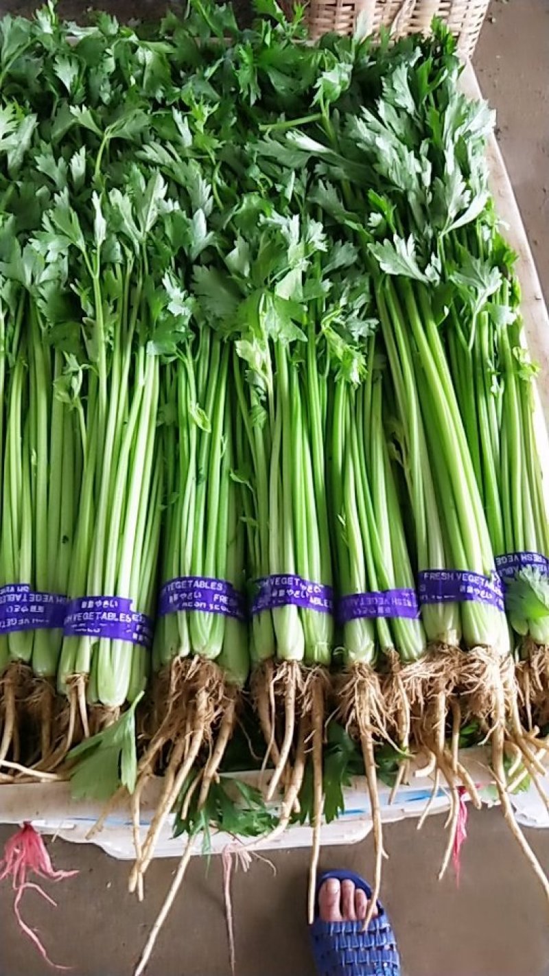 精品香芹，市场，超市直供联系