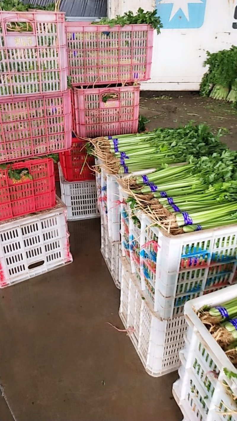 精品香芹，市场，超市直供联系