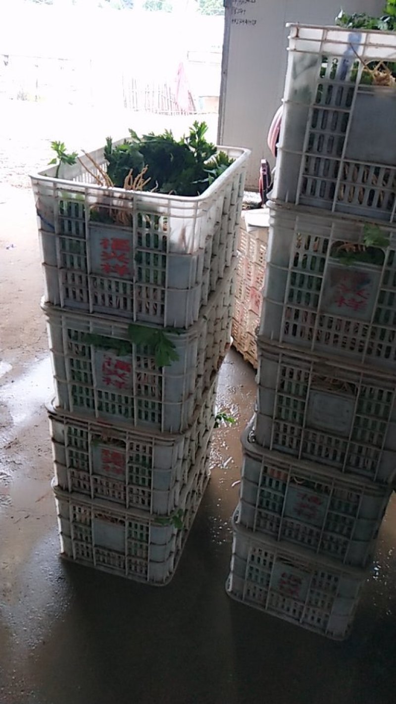 精品香芹，市场，超市直供联系