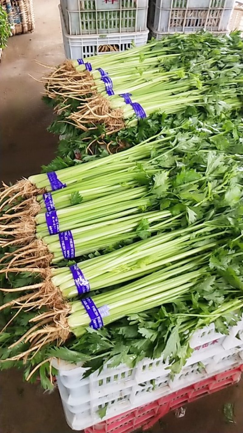 精品香芹，市场，超市直供联系
