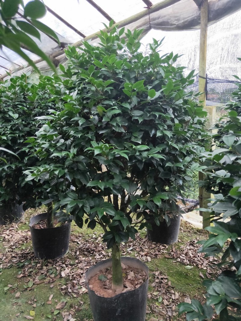 盆栽茶花，规格：地径4至5cm，冠幅饱满90至100cm