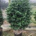 盆栽茶花，规格：地径4至5cm，冠幅饱满90至100cm
