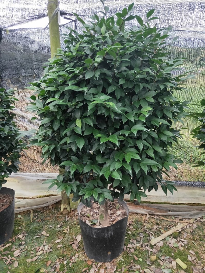 盆栽茶花，规格：地径4至5cm，冠幅饱满90至100cm