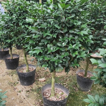 盆栽茶花，规格：地径4至5cm，冠幅饱满90至100cm