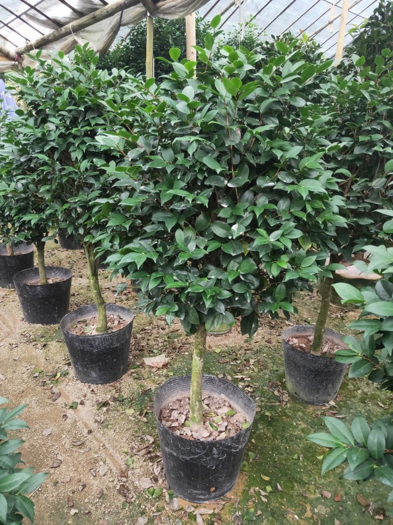 盆栽茶花，规格：地径4至5cm，冠幅饱满90至100cm