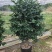 盆栽茶花，规格：地径4至5cm，冠幅饱满90至100cm
