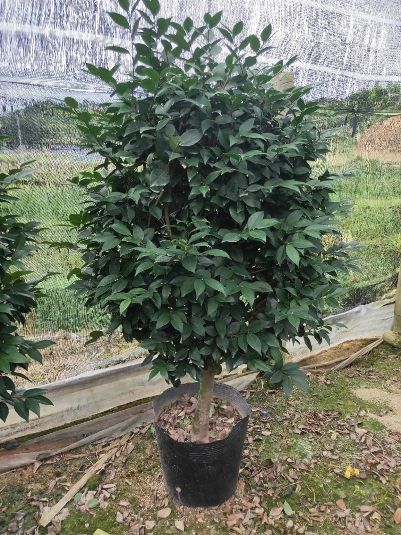 盆栽茶花，规格：地径4至5cm，冠幅饱满90至100cm