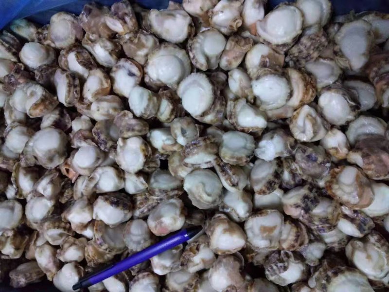 去胃无卵原汁裙边贝100-120扇贝肉