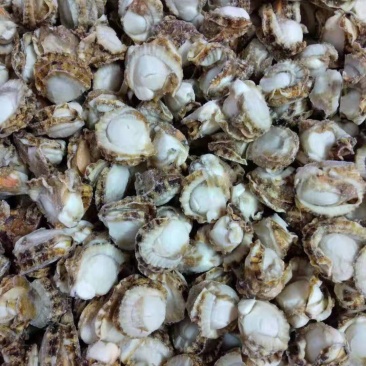 去胃无卵原汁裙边贝100-120扇贝肉