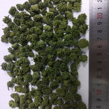 优质廉价三七花
