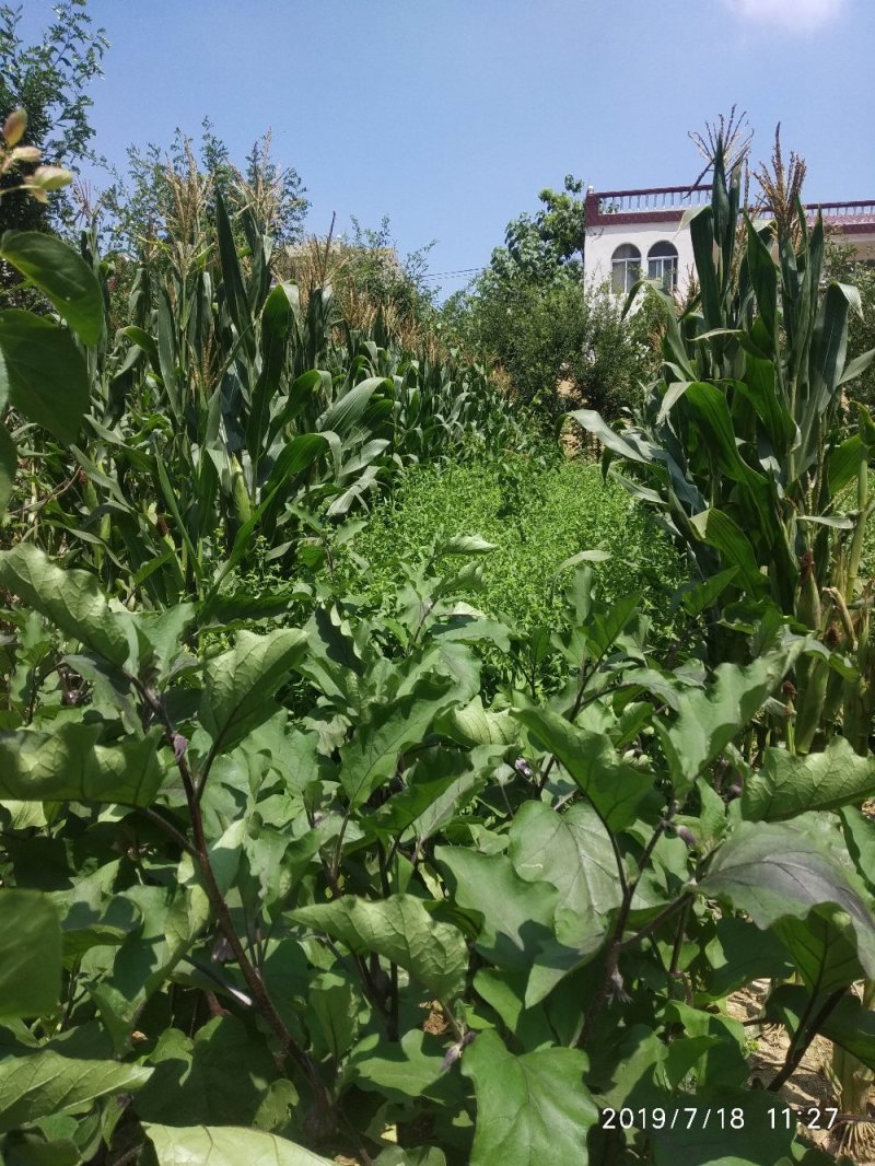 金沸草旋覆花