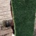 草皮