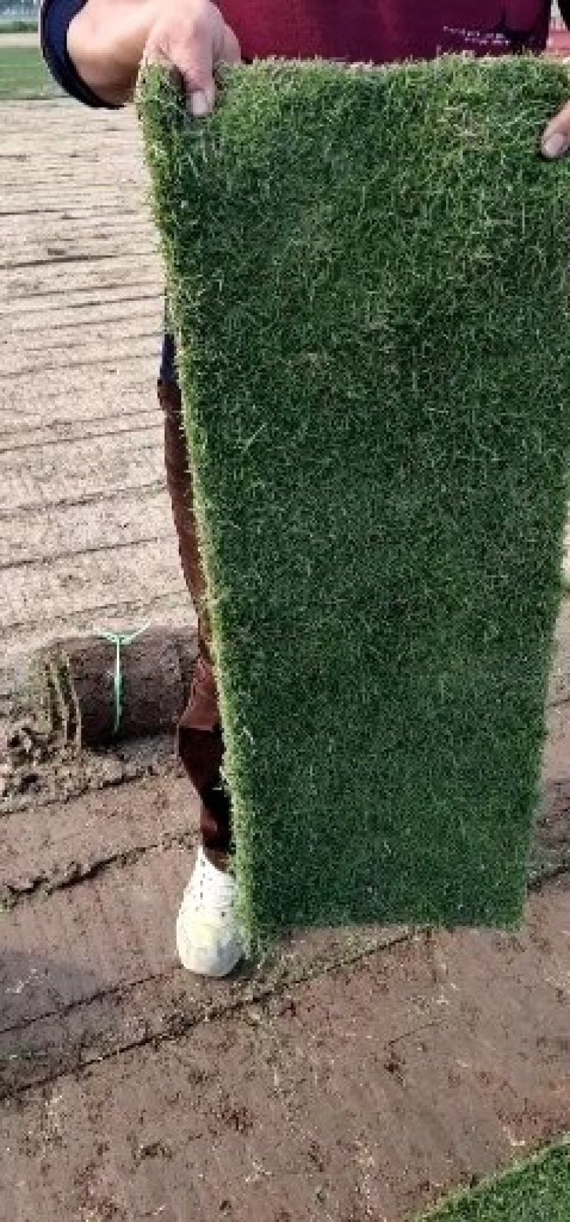 草皮