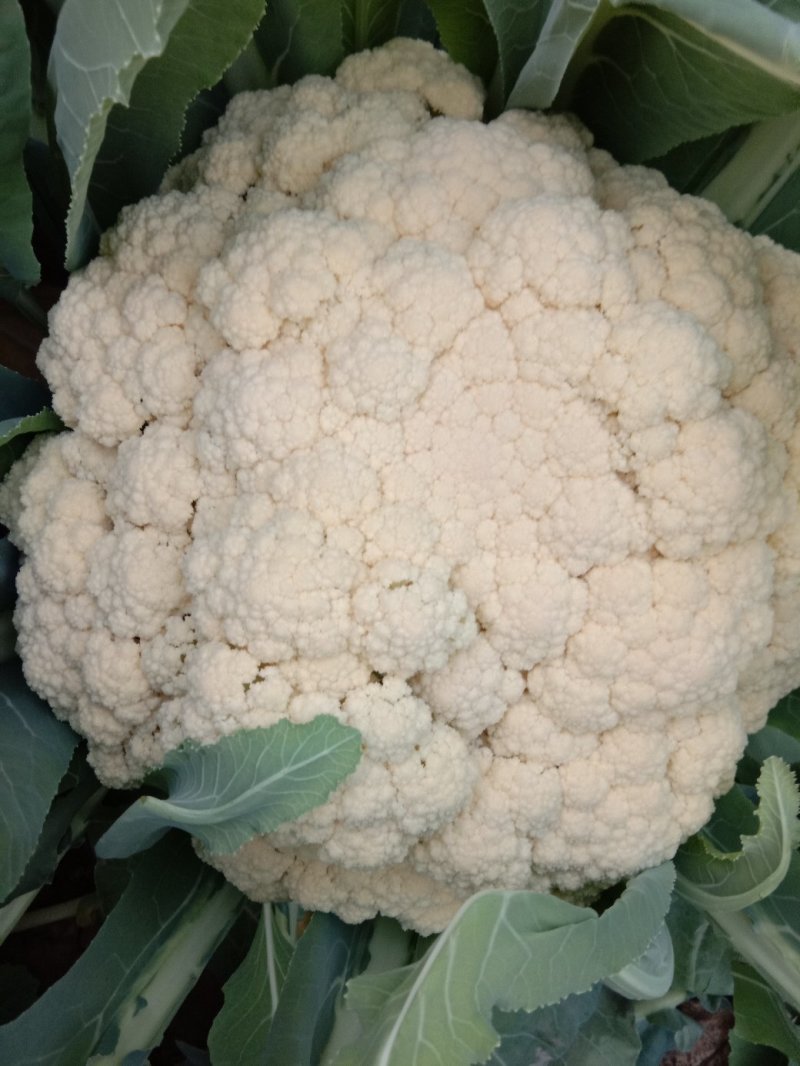 有机菜花大量上市，精品货源产地直供诚信经营