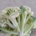 有机菜花大量上市，精品货源产地直供诚信经营