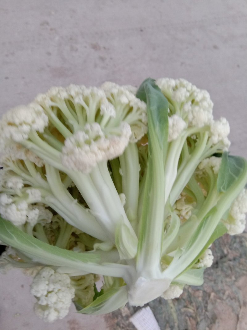 有机菜花大量上市，精品货源产地直供诚信经营