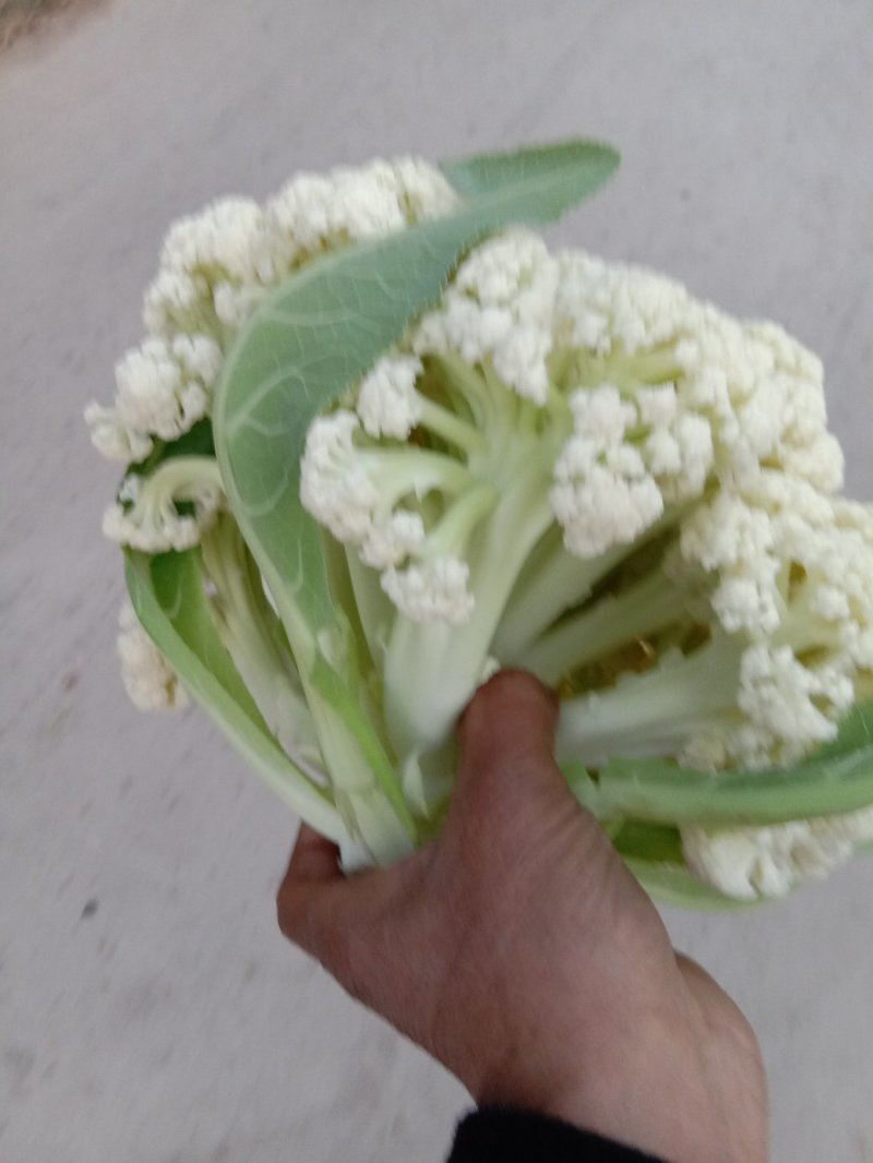 有机菜花大量上市，精品货源产地直供诚信经营