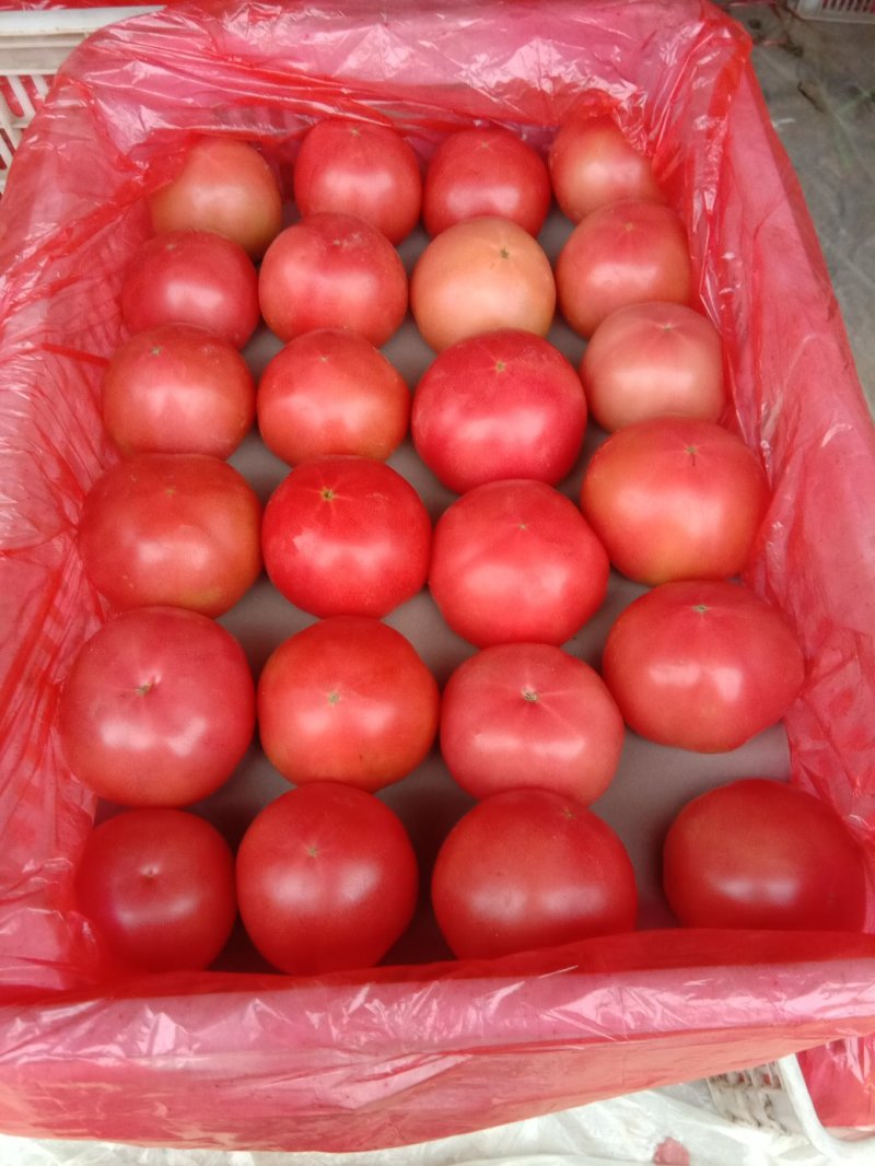 山东聊城硬粉西红柿西红柿质量高品质好