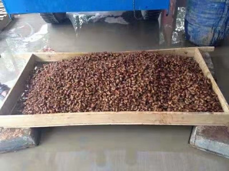 软化菊苣种子种籽菜/根四季家庭盆栽苗阳台庭院食用红苣菊