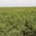 甘草种子当年新采甘草籽包发芽率免费提供种植技术