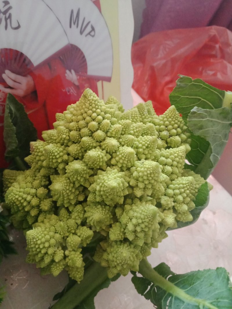 荷兰宝塔花菜，山东一手货源