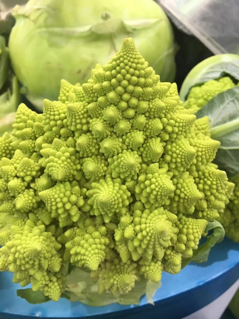 荷兰宝塔花菜，山东一手货源