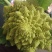 荷兰宝塔花菜，山东一手货源