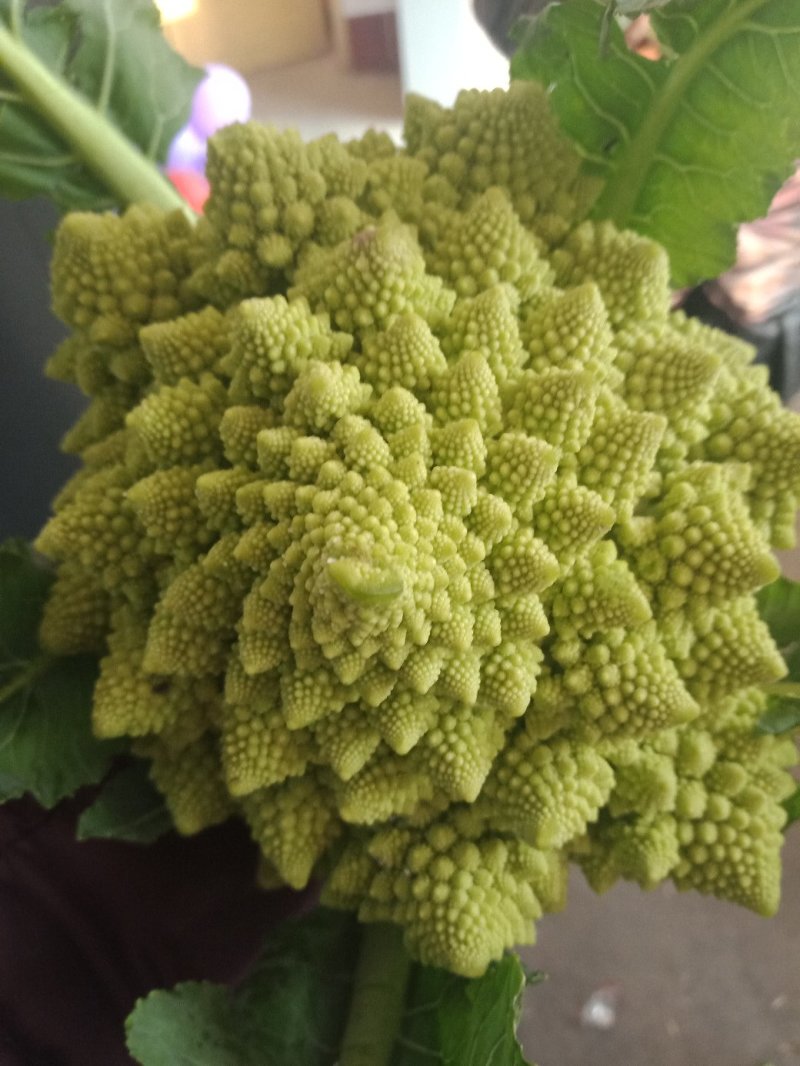 荷兰宝塔花菜，山东一手货源