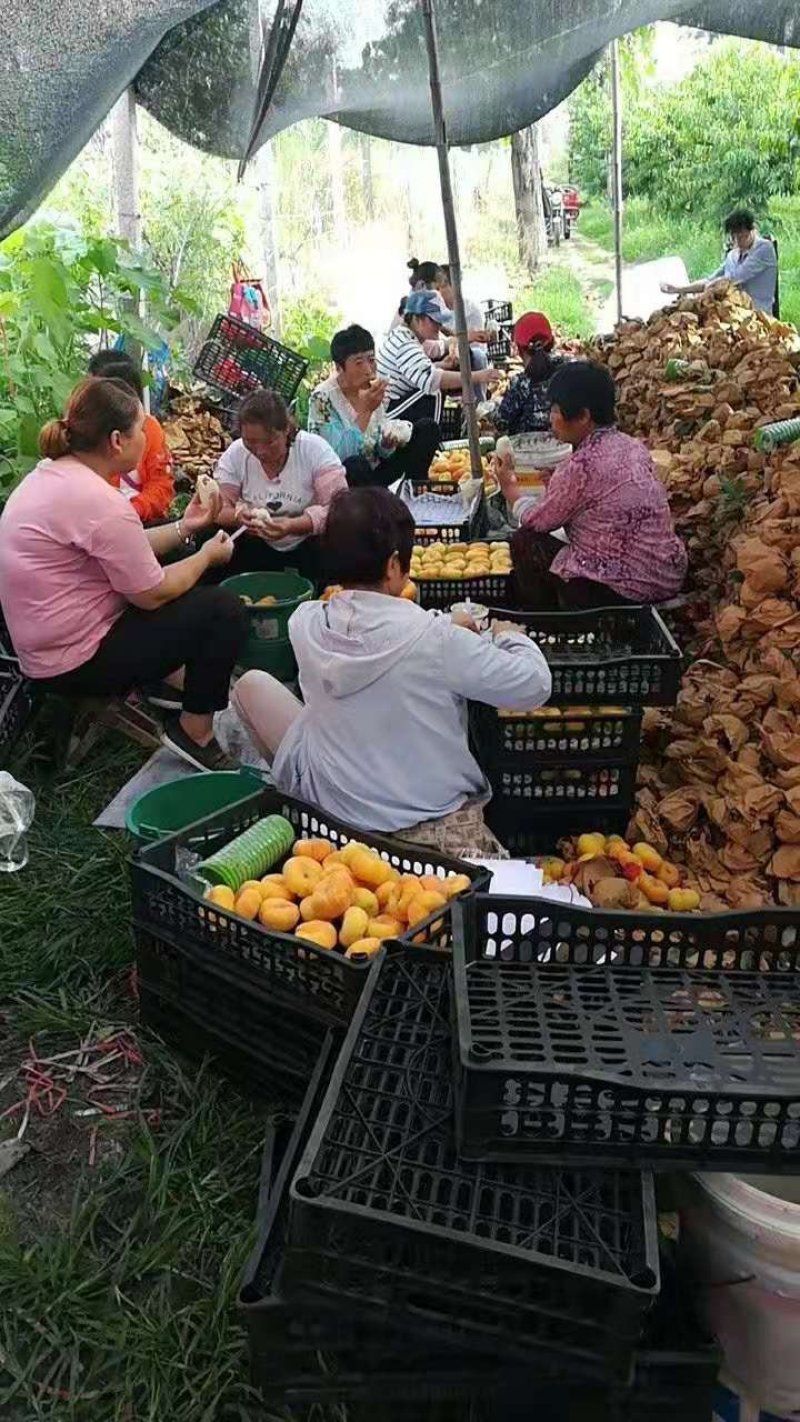 陕西黄金蟠桃大量供应黄金蟠桃价大棚黄金蟠桃批发格