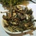 苍耳草老苍子胡苍子供应上千种中药