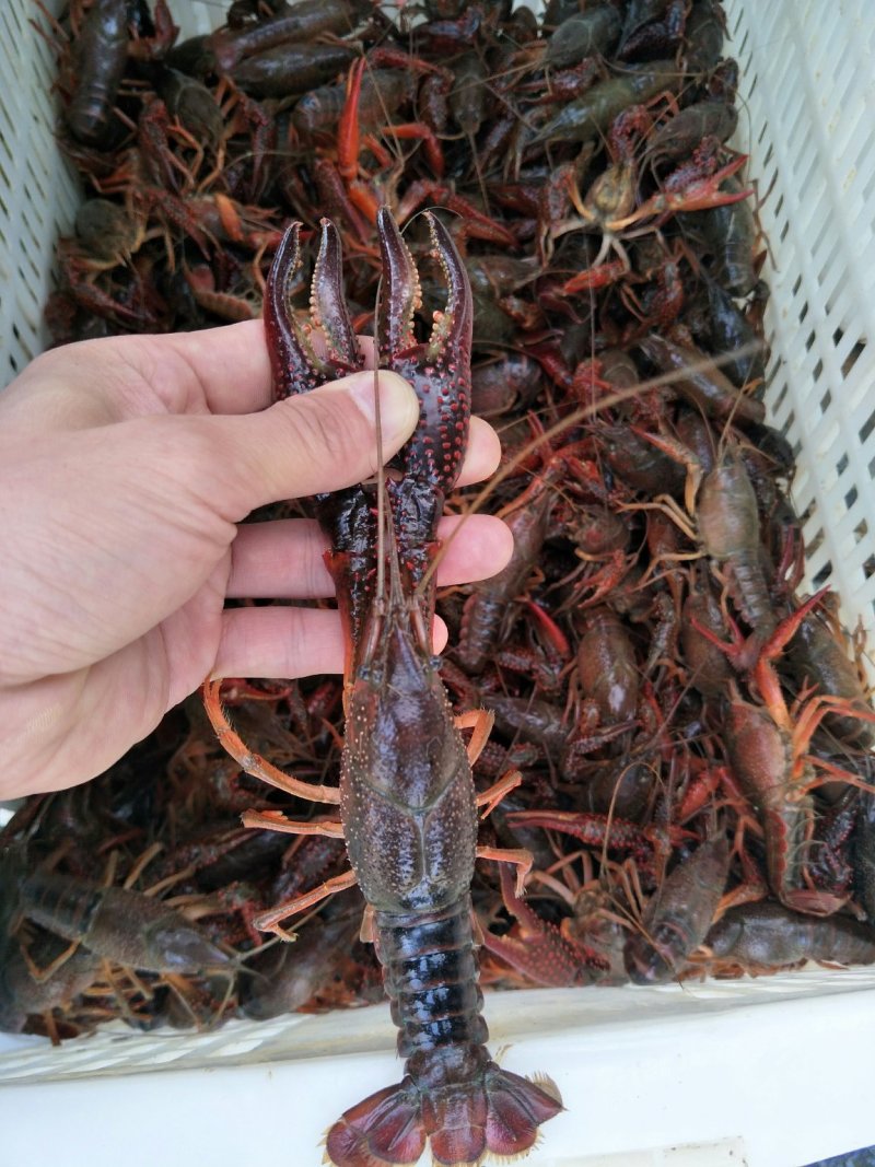 湖北潜江红壳虾小龙虾清水小龙虾全年供应酒店虾庄直供20年
