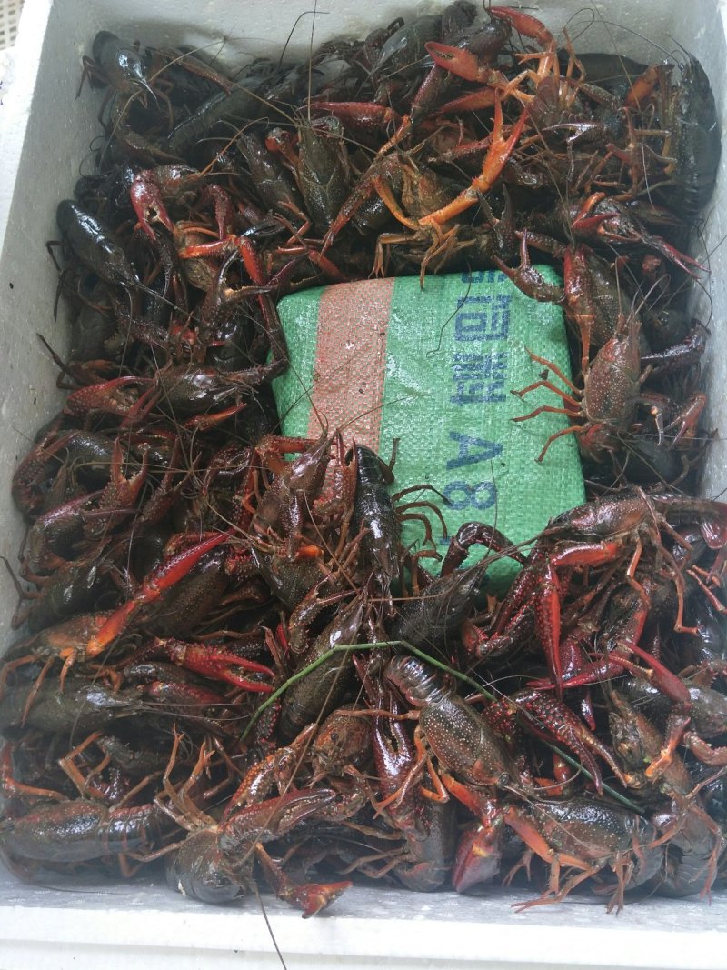 湖北潜江红壳虾小龙虾清水小龙虾全年供应酒店虾庄直供20年