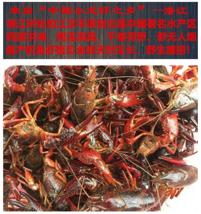 湖北潜江红壳虾小龙虾清水小龙虾全年供应酒店虾庄直供20年