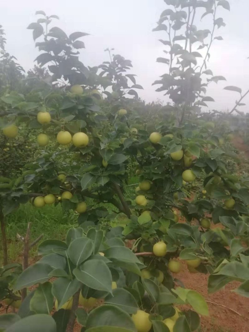 黄金梨套袋货4---6量起步口感好