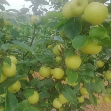 黄金梨套袋货4---6量起步口感好