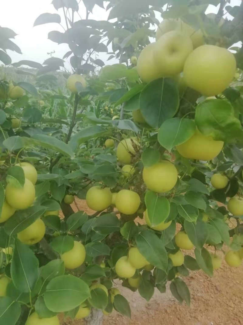 黄金梨套袋货4---6量起步口感好