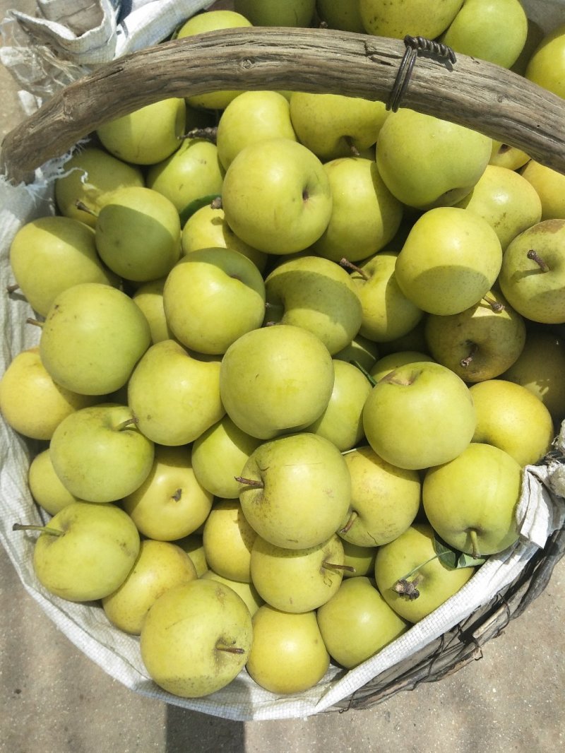 黄金梨套袋货4---6量起步口感好