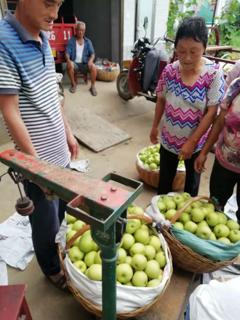 黄金梨套袋货4---6量起步口感好