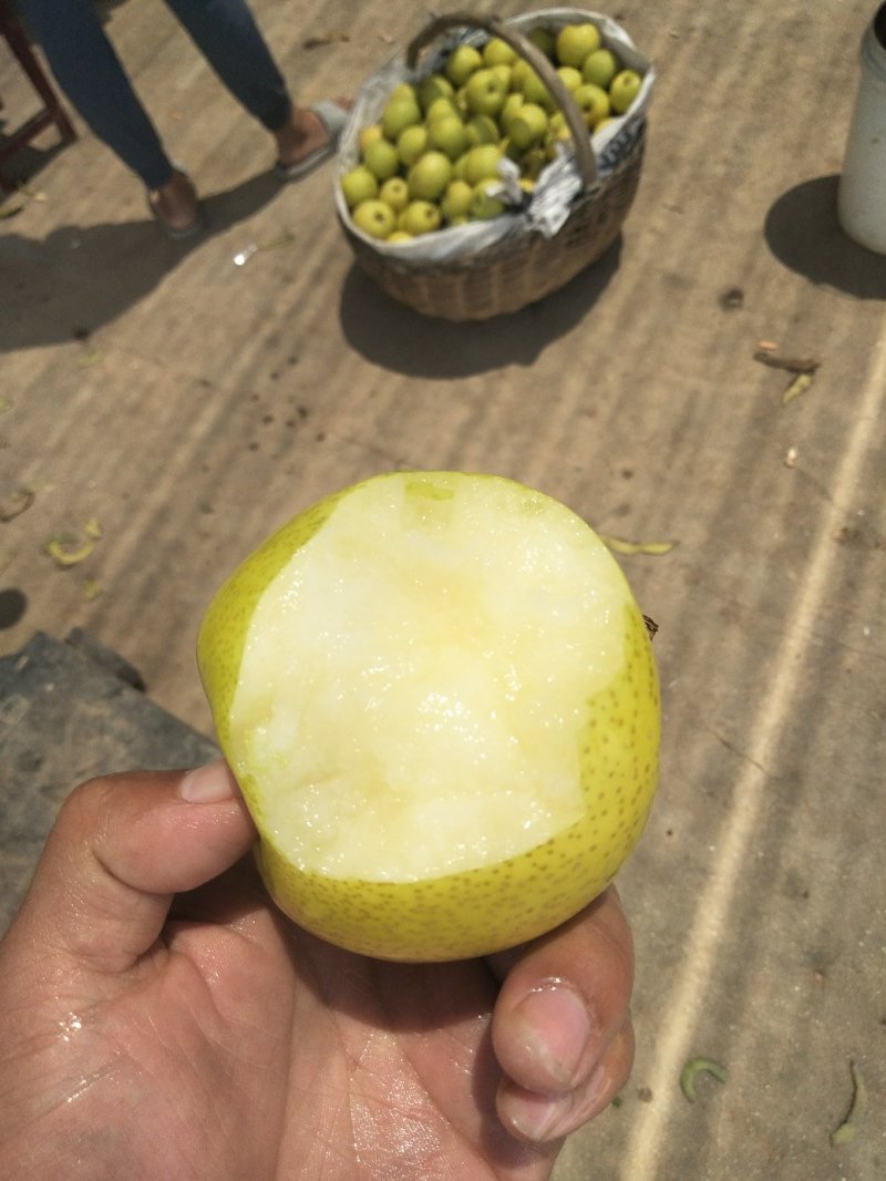 黄金梨套袋货4---6量起步口感好
