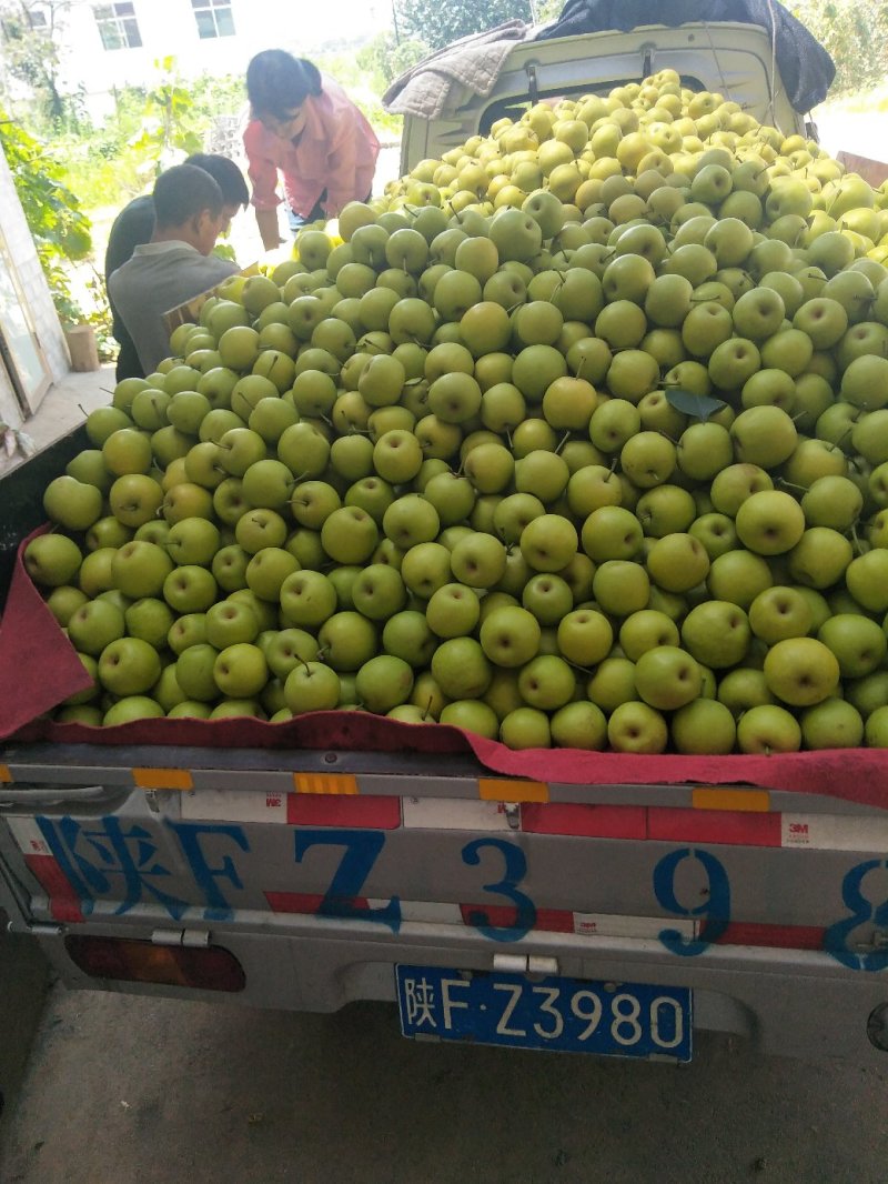 黄金梨套袋货4---6量起步口感好