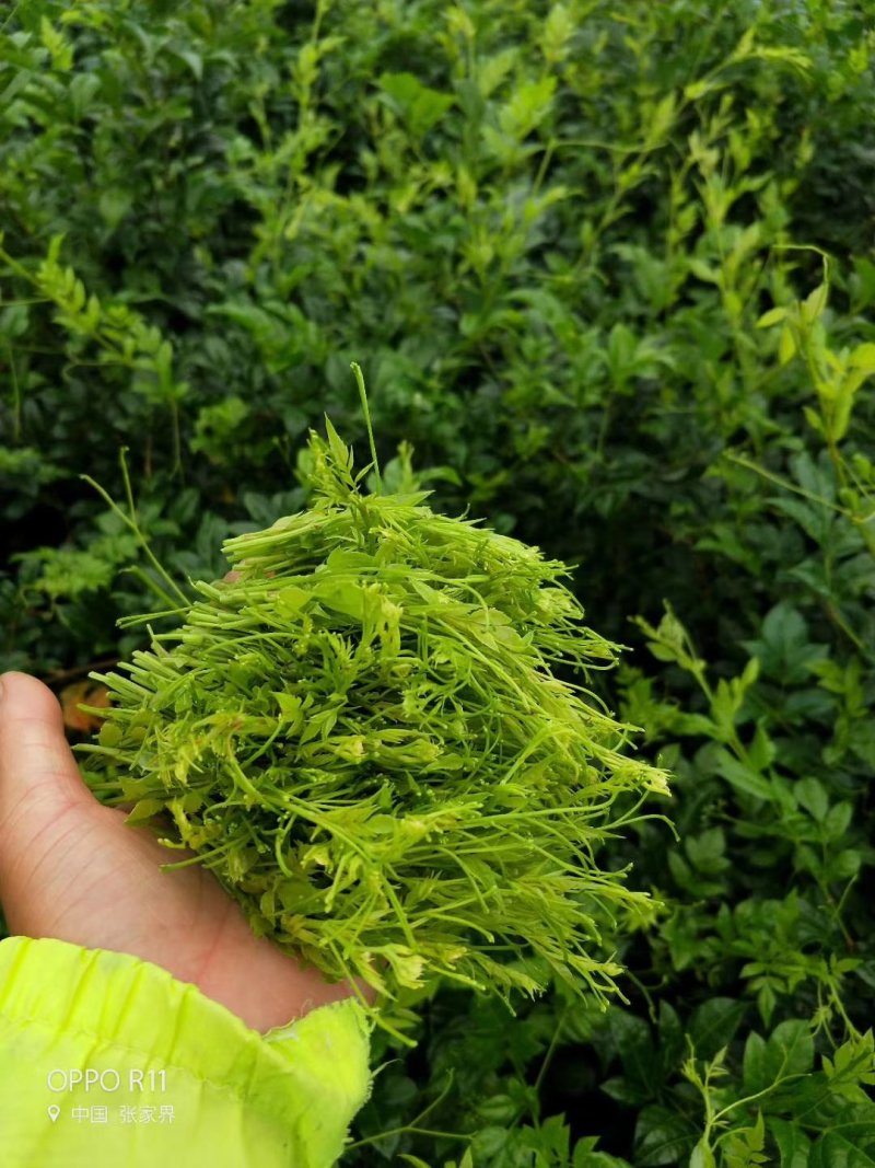 大家好我是卖张家界莓茶的，我们这边是自产自销的没有中间。