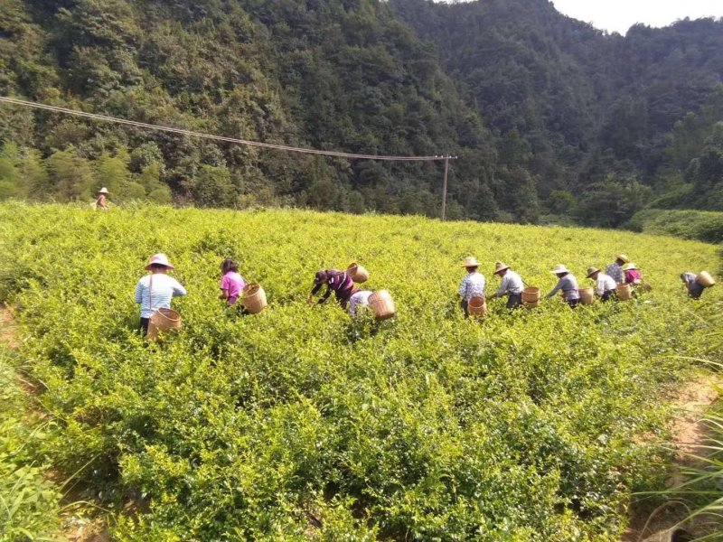 大家好我是卖张家界莓茶的，我们这边是自产自销的没有中间。